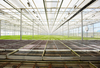 Special grids for boxes with seedlings and growing plants in perspective in large hothouse