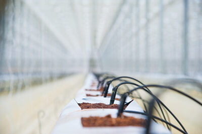 Drip irrigation